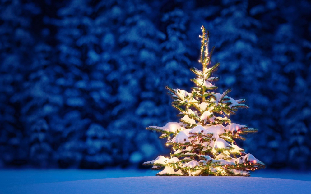 Главная гостья в новогоднюю ночь: Минприроды призвало геленджичан покупать елки законно