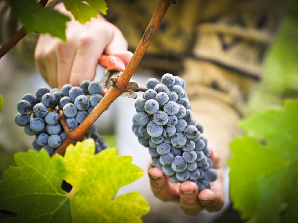 В России узаконят виноградарство и виноделие