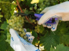 Геленджик тоже в деле: на Кубани собрали рекордное количество винограда