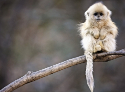 В международный день обезьян в Геленджике пасмурно с прояснениями