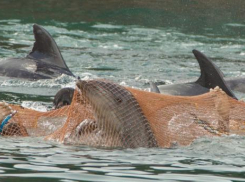 Дельфины перестанут исчезать по вине человека — геленджичане смогут вздохнуть с облегчением 