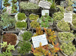 Открыта продажа цветов и саженцев в Геленджике