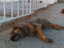 «Она билась в конвульсиях»: в Геленджике травят бездомных собак