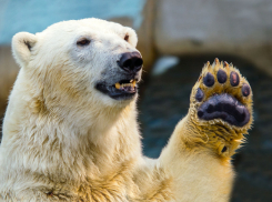 Международный день полярного медведя отмечают в Геленджике