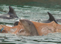 Дельфины перестанут исчезать по вине человека — геленджичане смогут вздохнуть с облегчением 