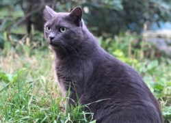 Потеряшка на Новороссийской: геленджичане ищут любимую кошку