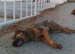 "Она билась в конвульсиях": в Геленджике травят бездомных собак