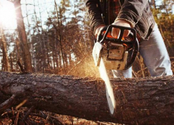 Ущерб в 200 тысяч: геленджичанин незаконно рубил лес в Геленджике