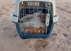 На одном из пляжей Геленджика жители из моря выловили переноску с трупом собаки