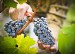 В России узаконят виноградарство и виноделие 