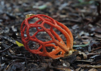 Смертельно опасный гриб могут встретить жители Геленджика