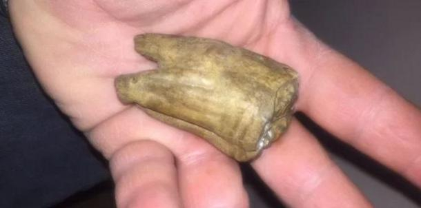 Дорого: в Геленджике продают окаменевший зуб неизвестного морского существа и кости мамонтов