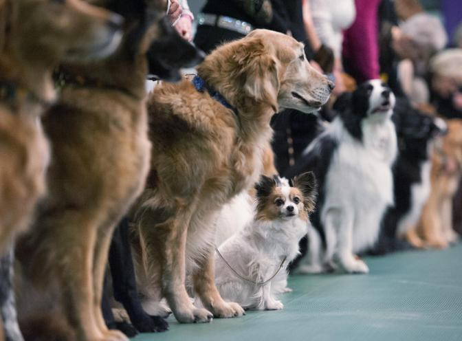 В Геленджике состоится выставка собак «Весна-2019»