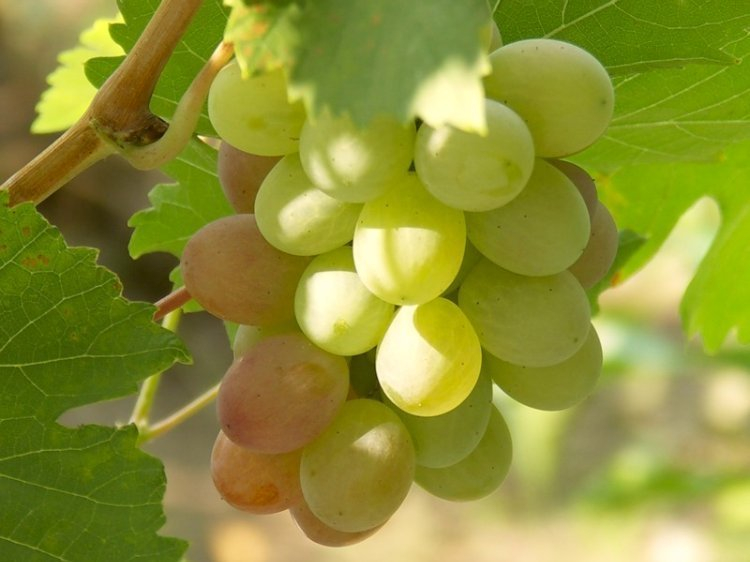 В Геленджике запустили производство вина