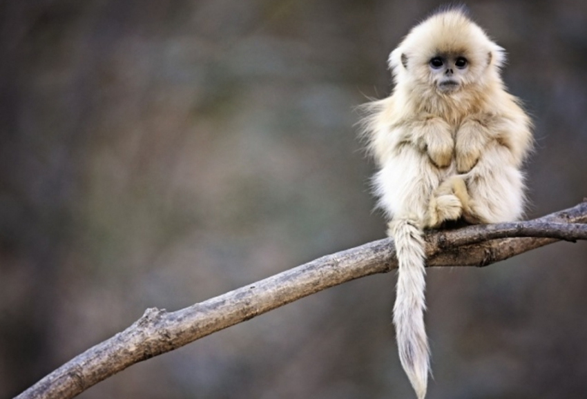 В международный день обезьян в Геленджике пасмурно с прояснениями
