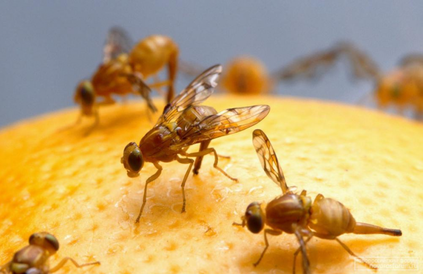 В Геленджик не попадет опасная для людей муха
