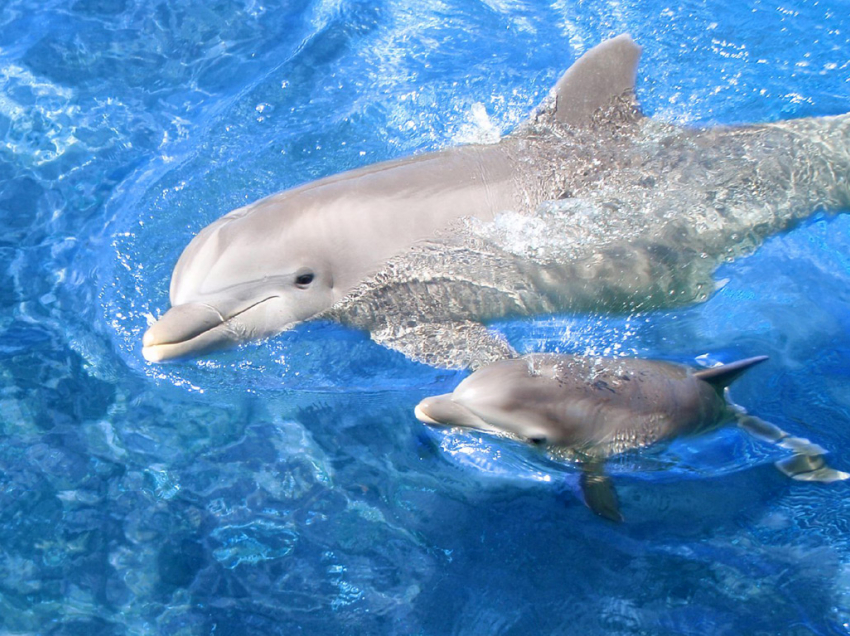 Геленджикские дельфинарии были оштрафованы