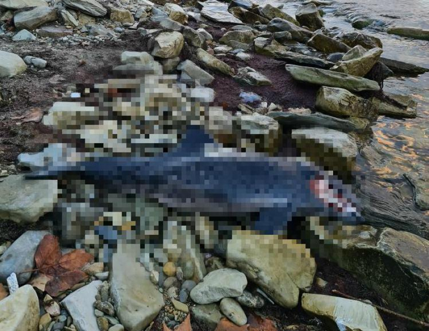 Видео не для слабонервных: в Геленджике массово гибнут дельфины