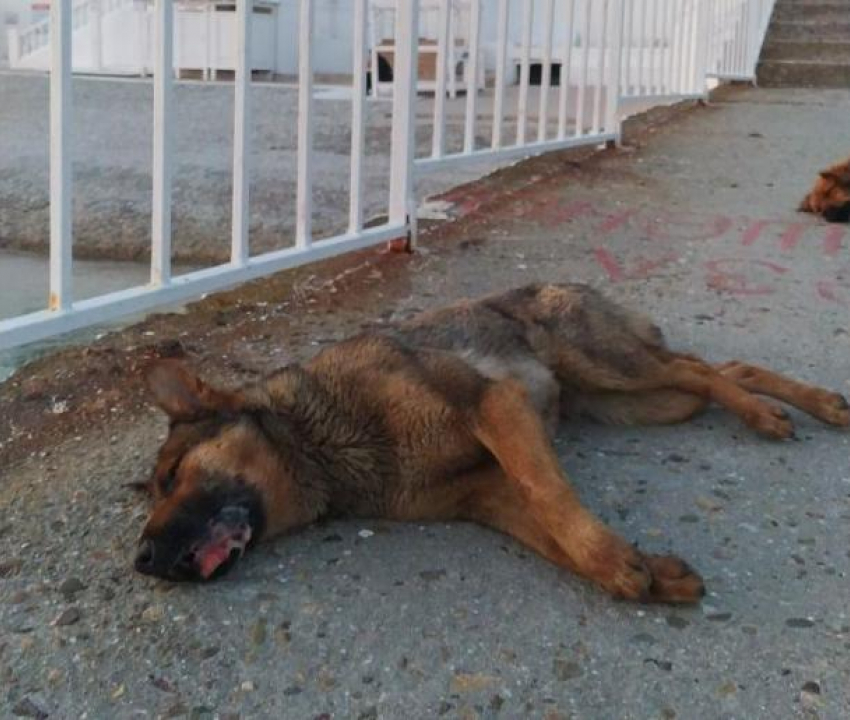 "Она билась в конвульсиях": в Геленджике травят бездомных собак