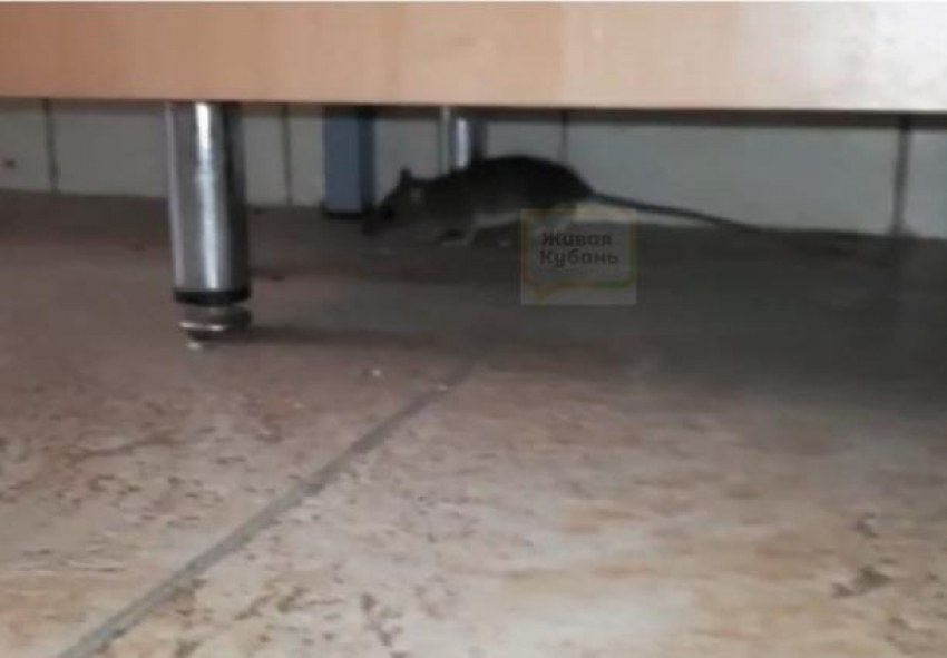 Директор детского сада «Солнышко» рассказала о крысах в коридорах