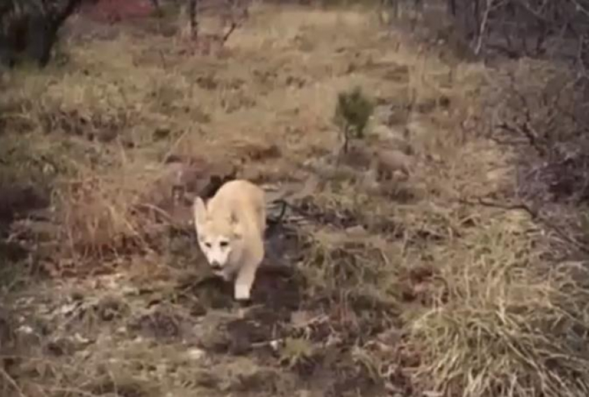 Собаки породы корги воспитывают краснокнижных волчат в геленджикском «Сафари Парке»